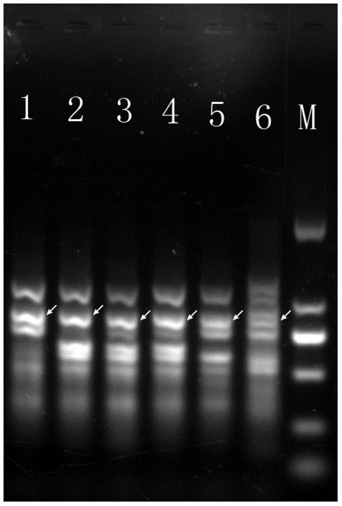 Specific molecular marker DNA sequence of lactobacillus casei and application thereof