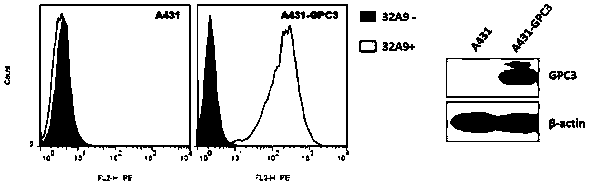 Anti-GPC3 fully-humanized antibody, and chimeric antigen receptor cell and application thereof