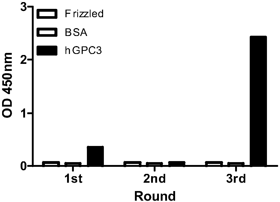 Anti-GPC3 fully-humanized antibody, and chimeric antigen receptor cell and application thereof