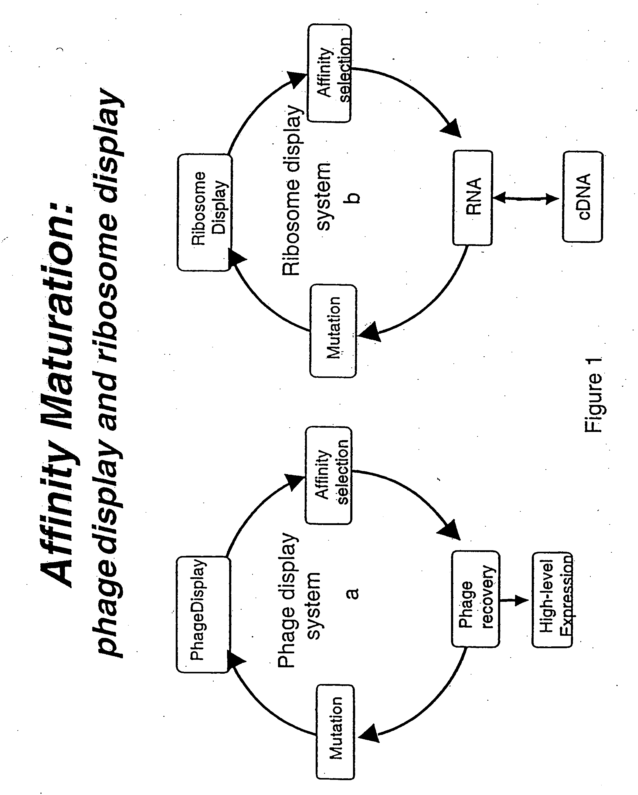 Continuous in-vitro evolution