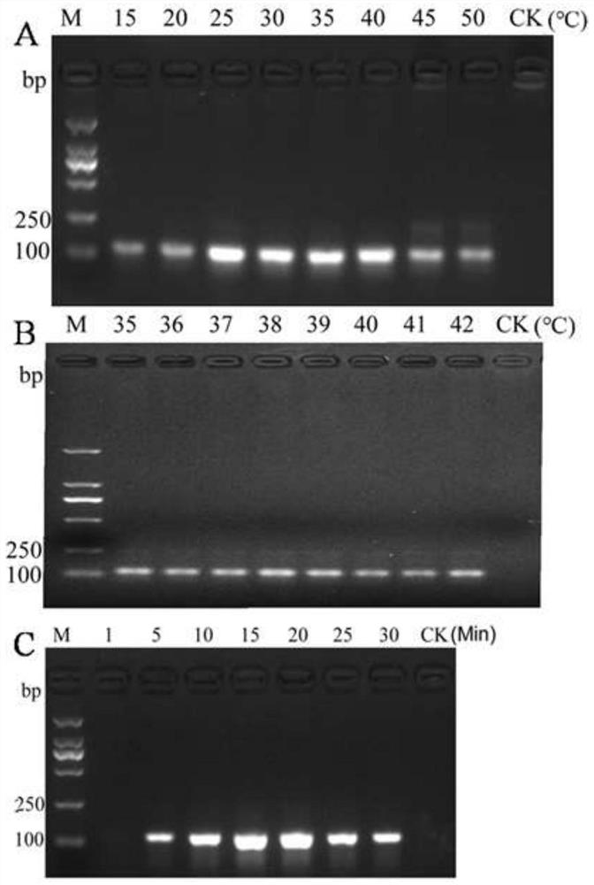 RPA (recombinase polymerase amplification) primer, probe and kit for detecting heterodera avenae and application