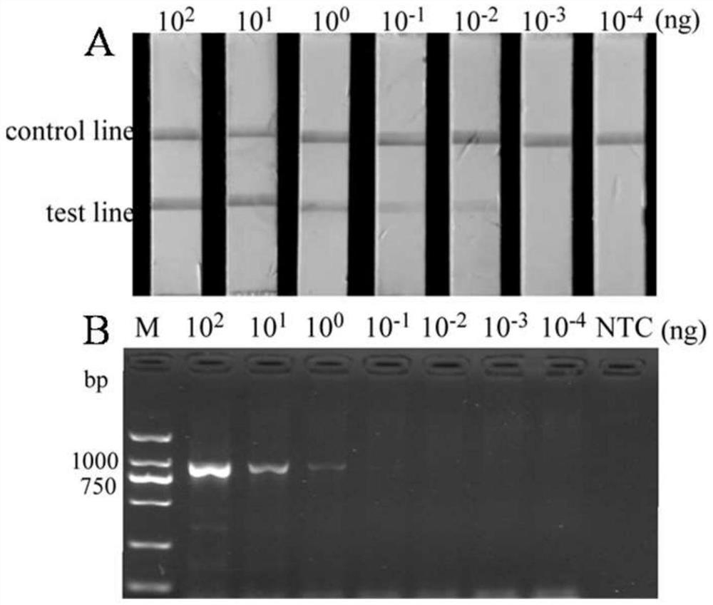 RPA (recombinase polymerase amplification) primer, probe and kit for detecting heterodera avenae and application