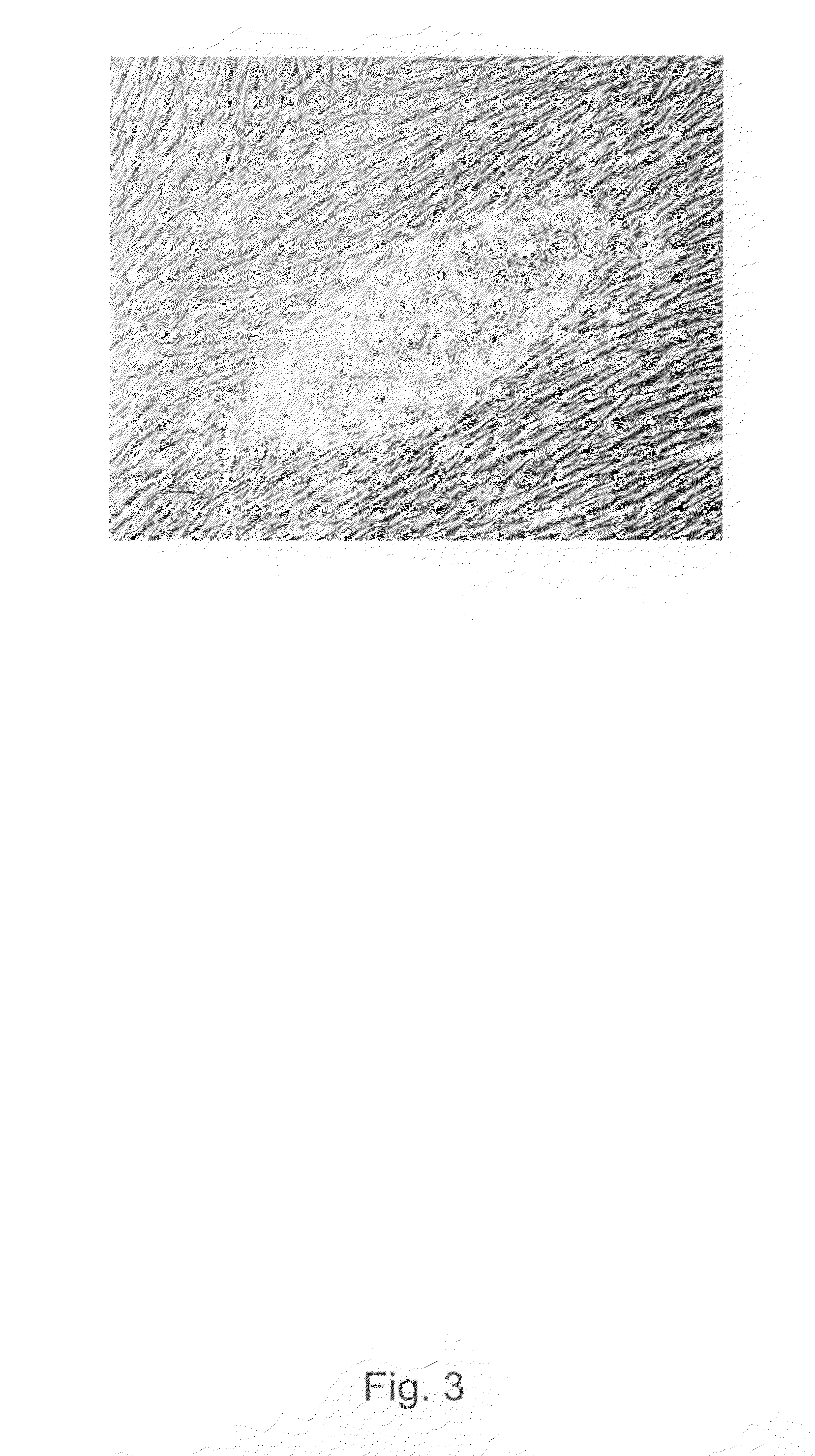 Method for Obtaining Xeno-Free Hbs Cell line