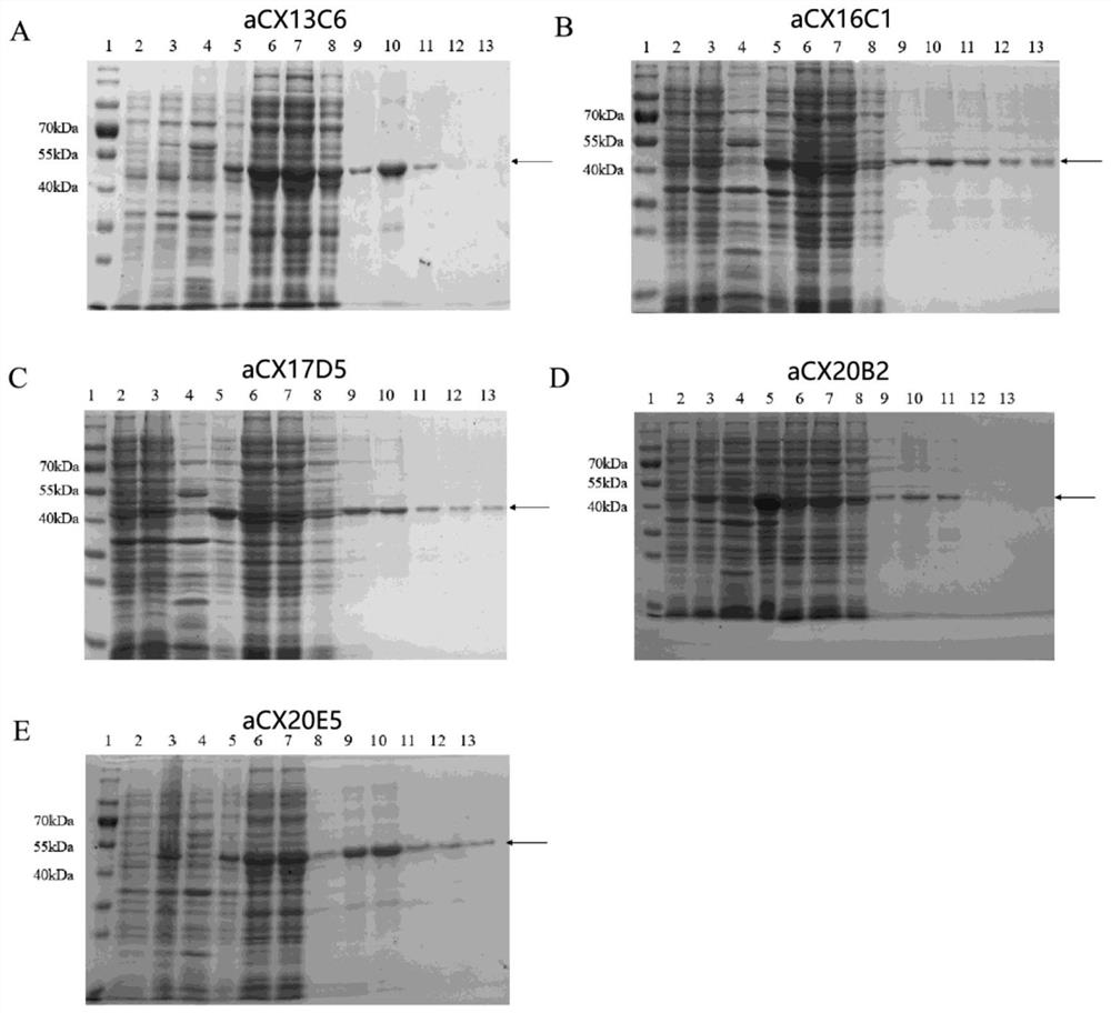 Affinity maturation binding protein bound with CXCR4 and application