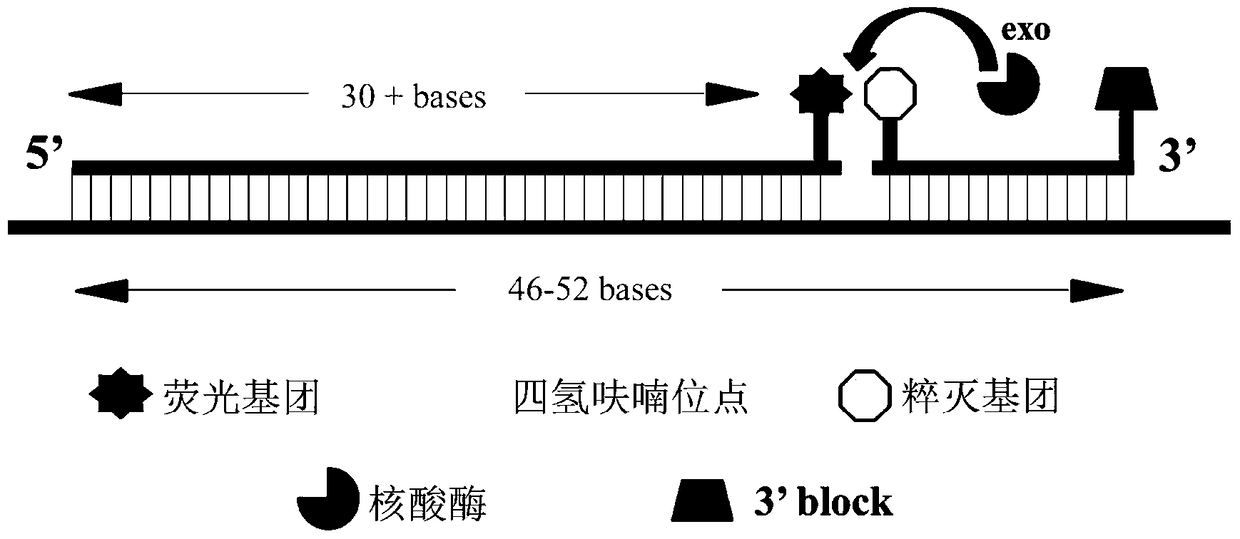 Method, reagent, primers and probes for isothermal rapid detection of Ebola virus at room temperature