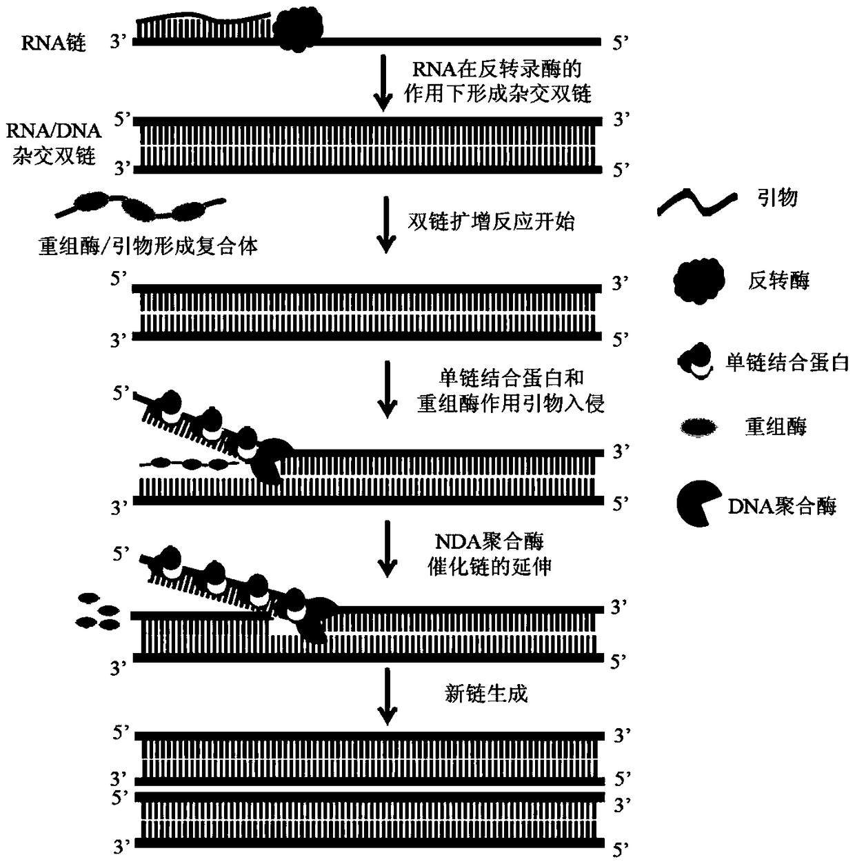 Method, reagent, primers and probes for isothermal rapid detection of Ebola virus at room temperature