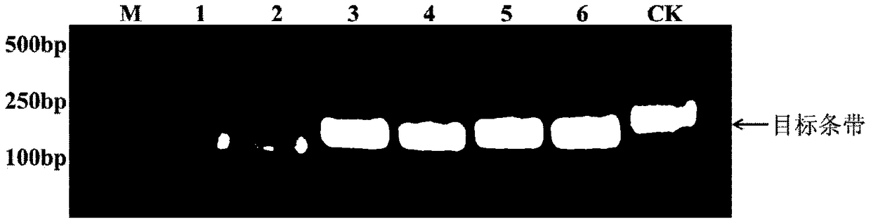 Method, reagent, primers and probes for isothermal rapid detection of Ebola virus at room temperature