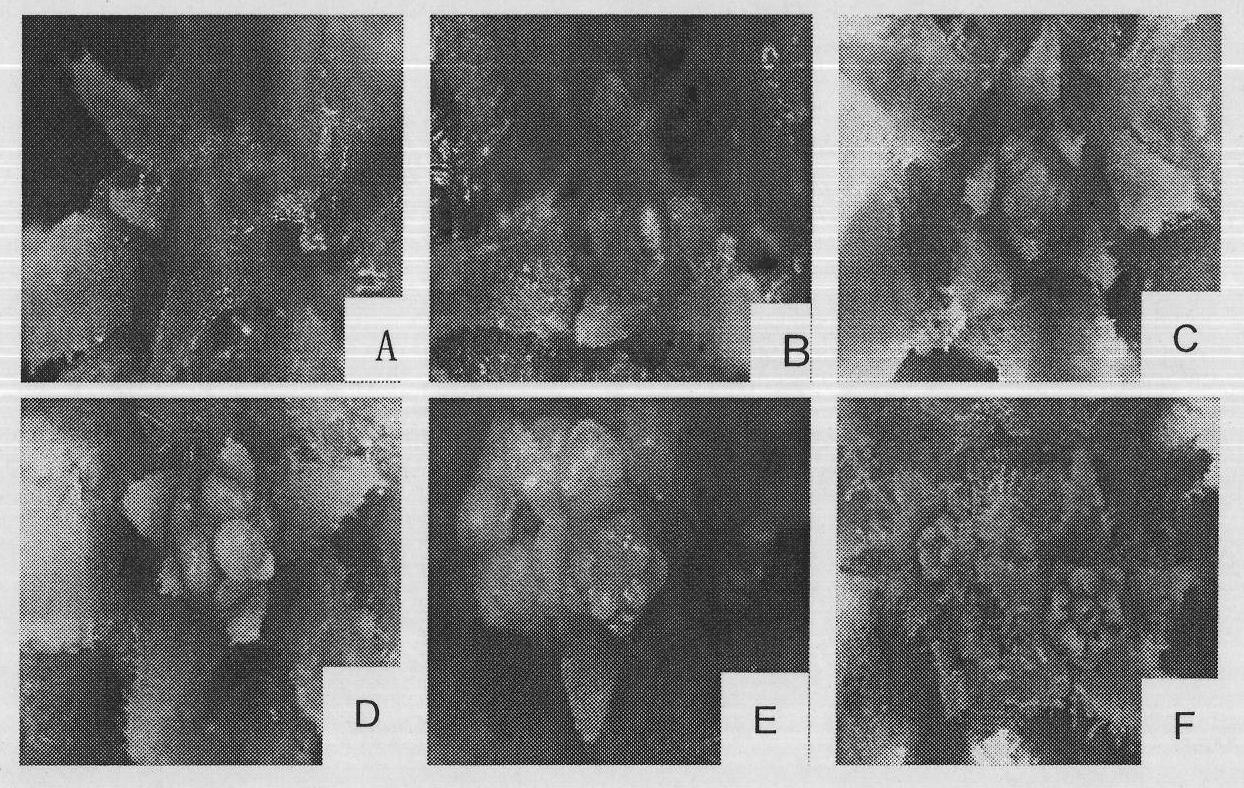 Method for conveniently and fast observing stem tip flower bud differentiation of tobacco plant