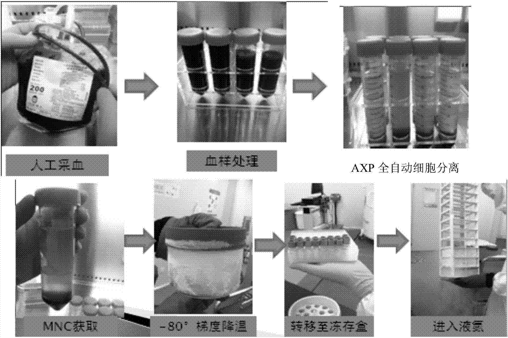 Method for automatically separating immune cells and extracting PRP from adult peripheral blood