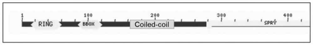 MG53 mutant as well as preparation method and application thereof