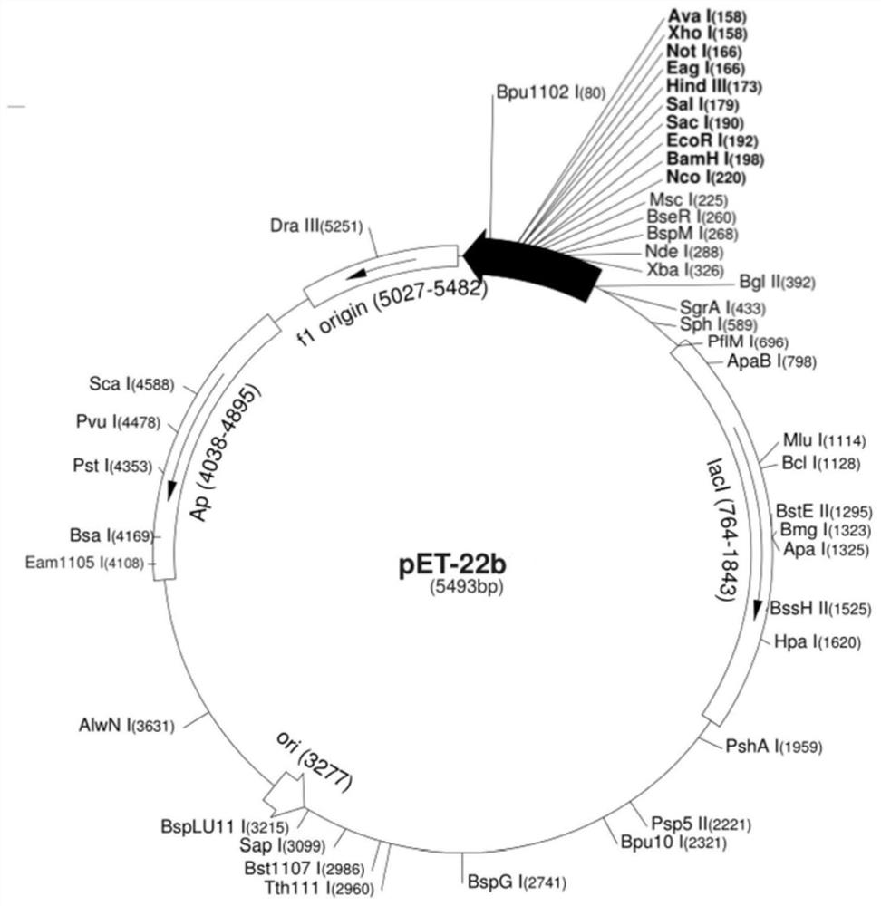 MG53 mutant as well as preparation method and application thereof