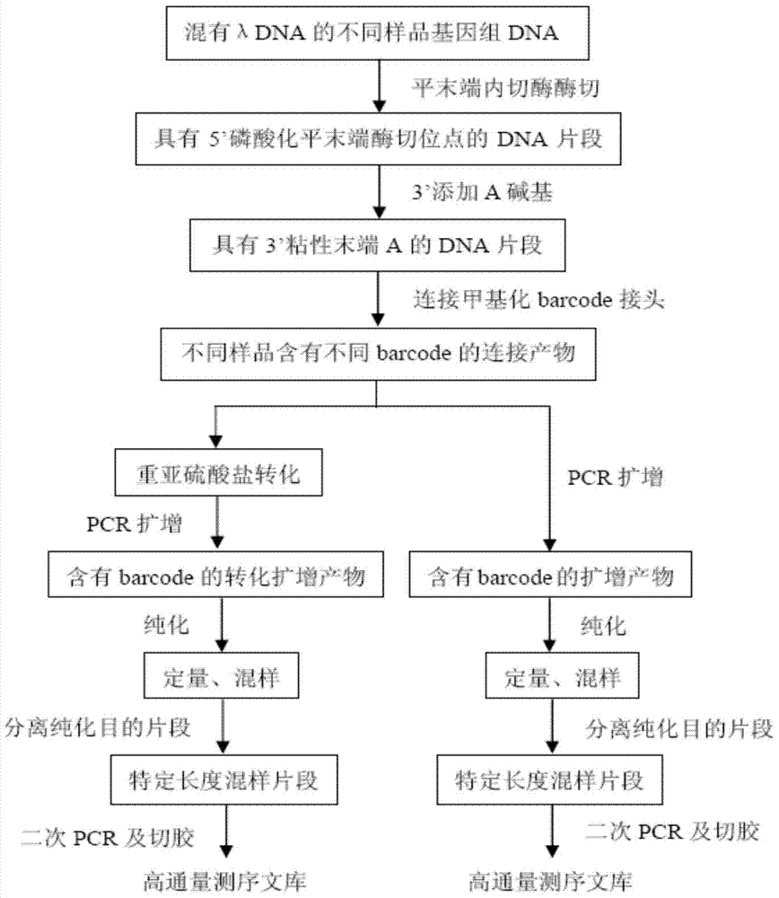 Construction method of high-throughput simplified methylation sequencing library without reference genome