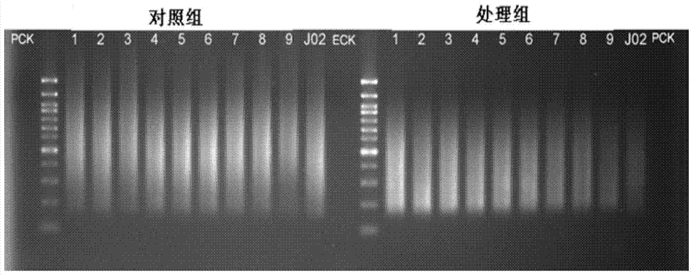 Construction method of high-throughput simplified methylation sequencing library without reference genome