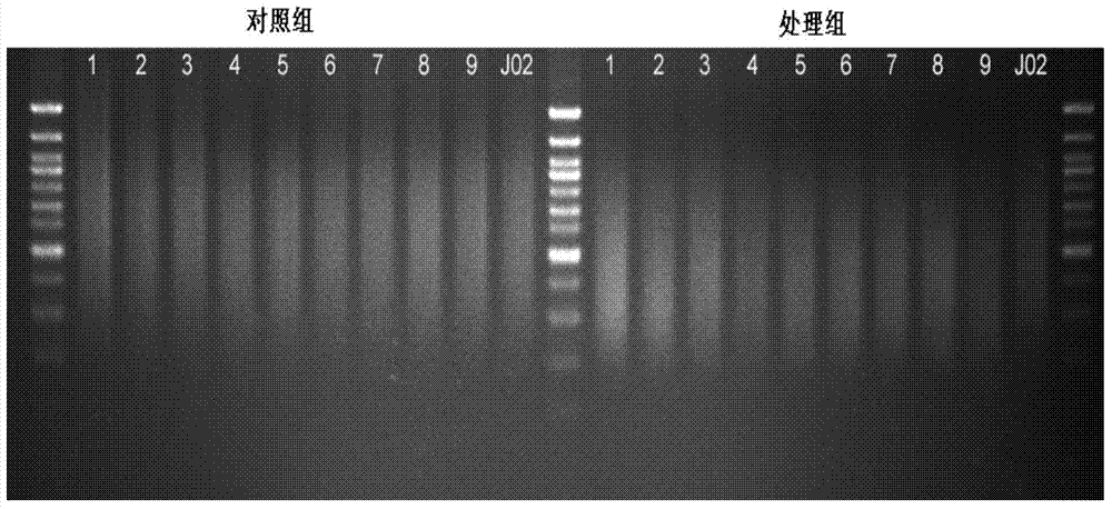 Construction method of high-throughput simplified methylation sequencing library without reference genome