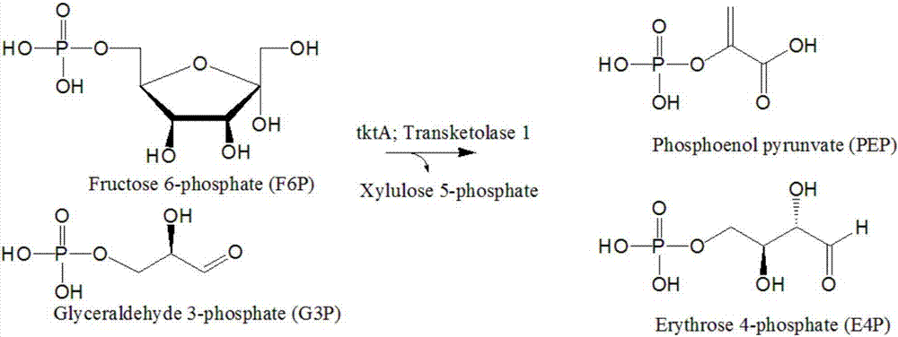 Shikimic acid synthesis method