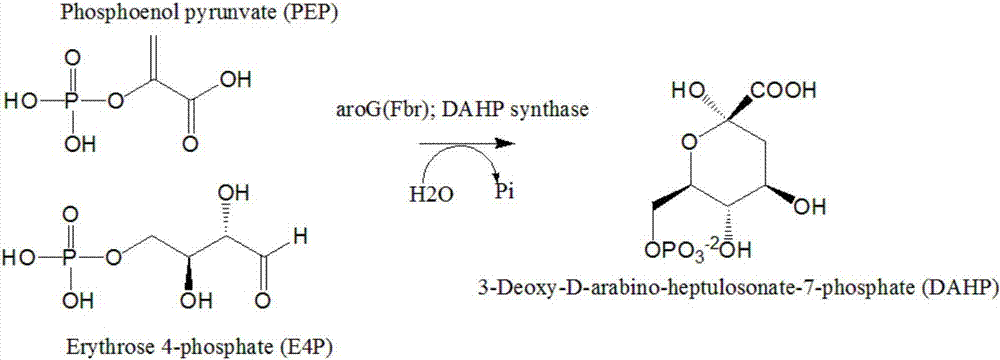 Shikimic acid synthesis method
