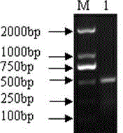 pig Lgr5 gene and applications thereof