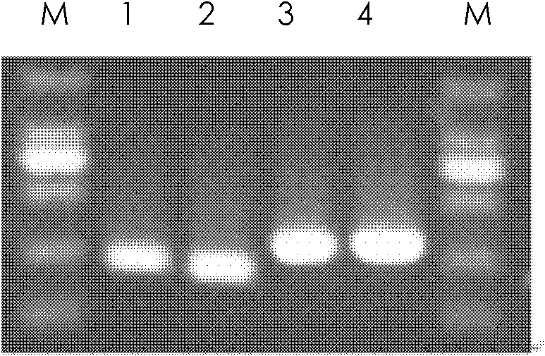Compound gene chip for detecting salmonella serotype and detection method thereof
