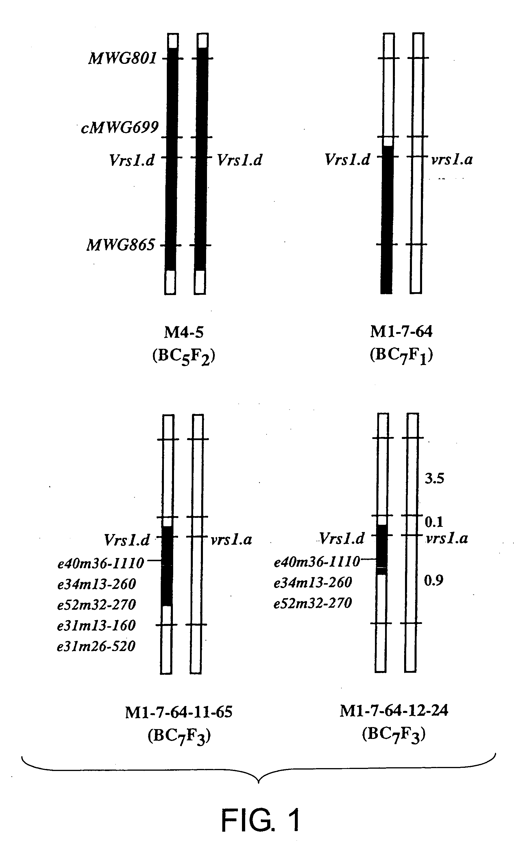 Methods of distinguishing ear shape and resistance against gibberella zeae and method of improving barley plant using the same