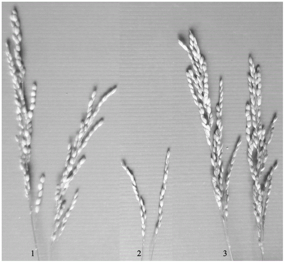 Application of OsmiR156f gene in rice effective tillering increasing