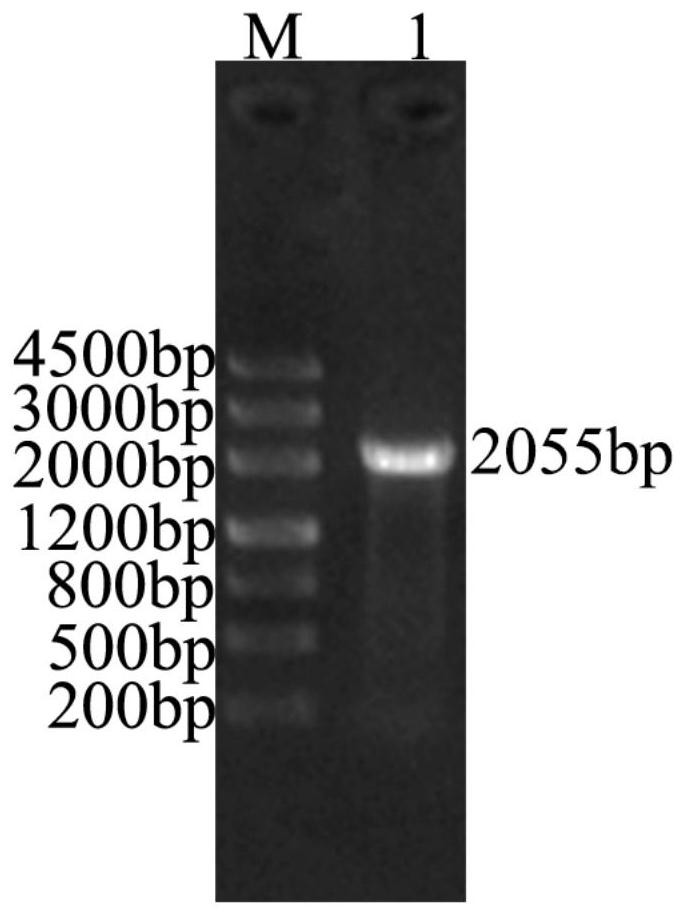 Drought Tolerance Gene tkmyc2, Protein, Primer, Vector, Host Bacteria and Application of Rubber Grass