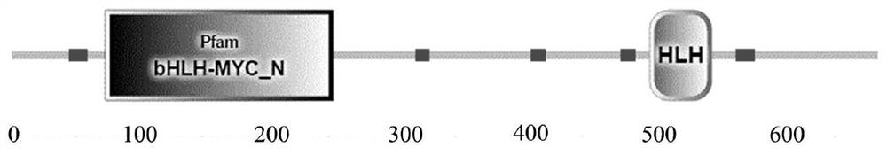 Drought Tolerance Gene tkmyc2, Protein, Primer, Vector, Host Bacteria and Application of Rubber Grass