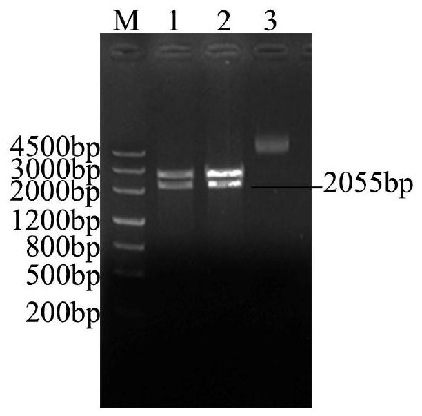 Drought Tolerance Gene tkmyc2, Protein, Primer, Vector, Host Bacteria and Application of Rubber Grass