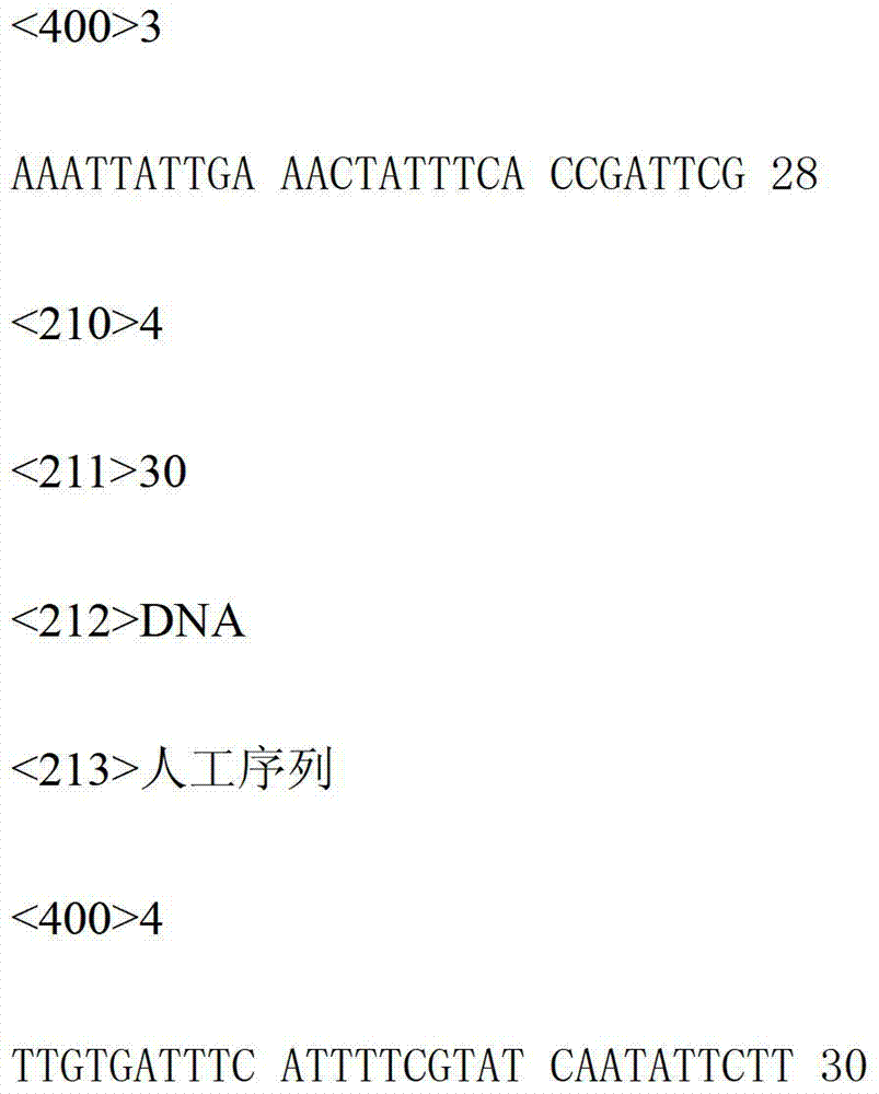 SNP411871 marker associated to shell mould and weight of pinctada martensii, primer and application thereof