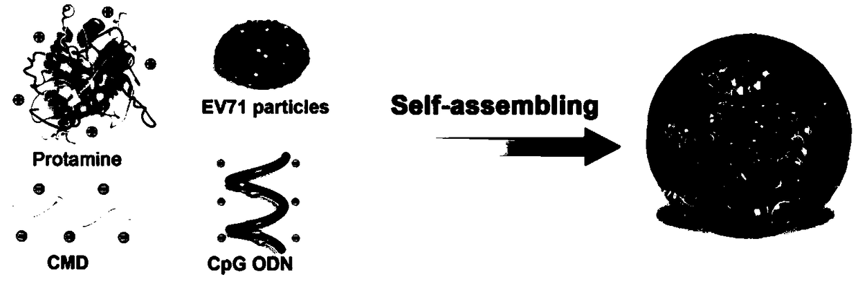 Self-assembly nano adjuvant and preparation method of nano vaccine formed by self-assembly nano adjuvant and application
