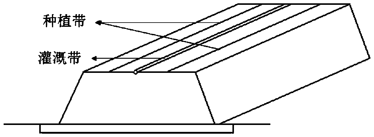 Method for planting chrysanthemum in saline-alkali soil of Yellow River Delta