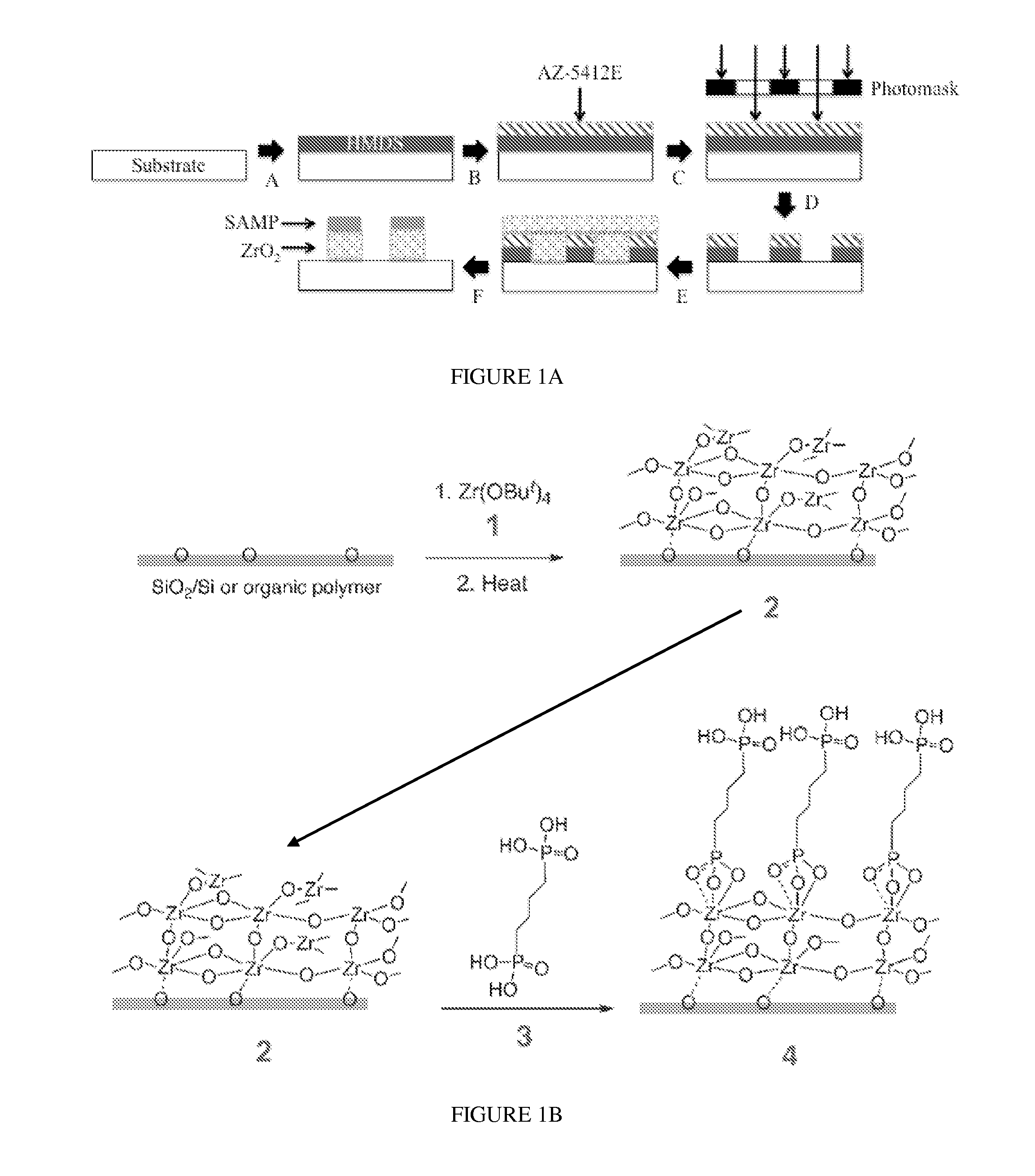 Scaffolds for tissues and uses thereof