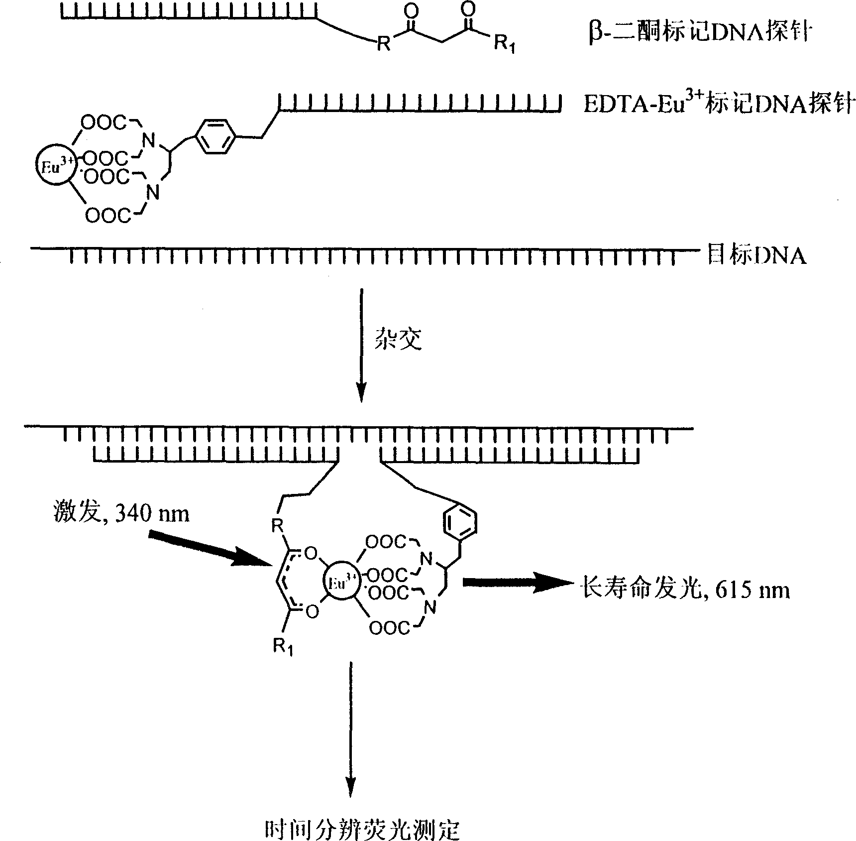 High-sensitivity homogeneous DNA hibridization fluorescence detection method