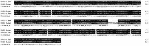 Specific gene PgWOX5 used for detecting ginseng root tip stem cells and detection method thereof and application thereof