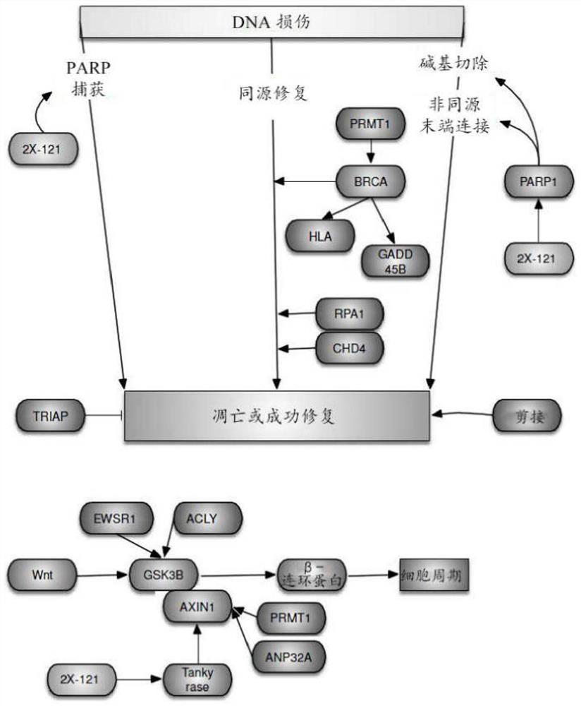 Methods for predicting drug responsiveness in cancer patients