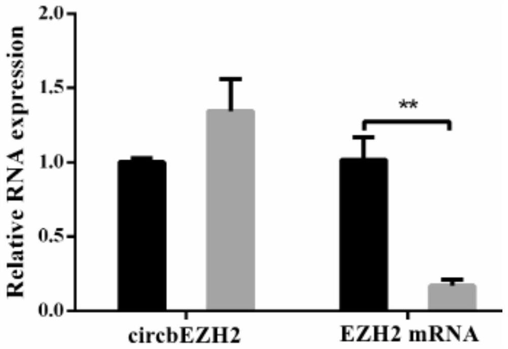 CircRNA marker related to apoptosis of dairy cow mammary epithelial cells and application thereof