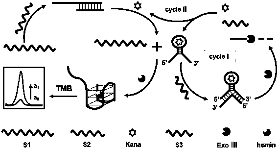 Homogeneous phase biosensing method for detecting kanamycin and application thereof