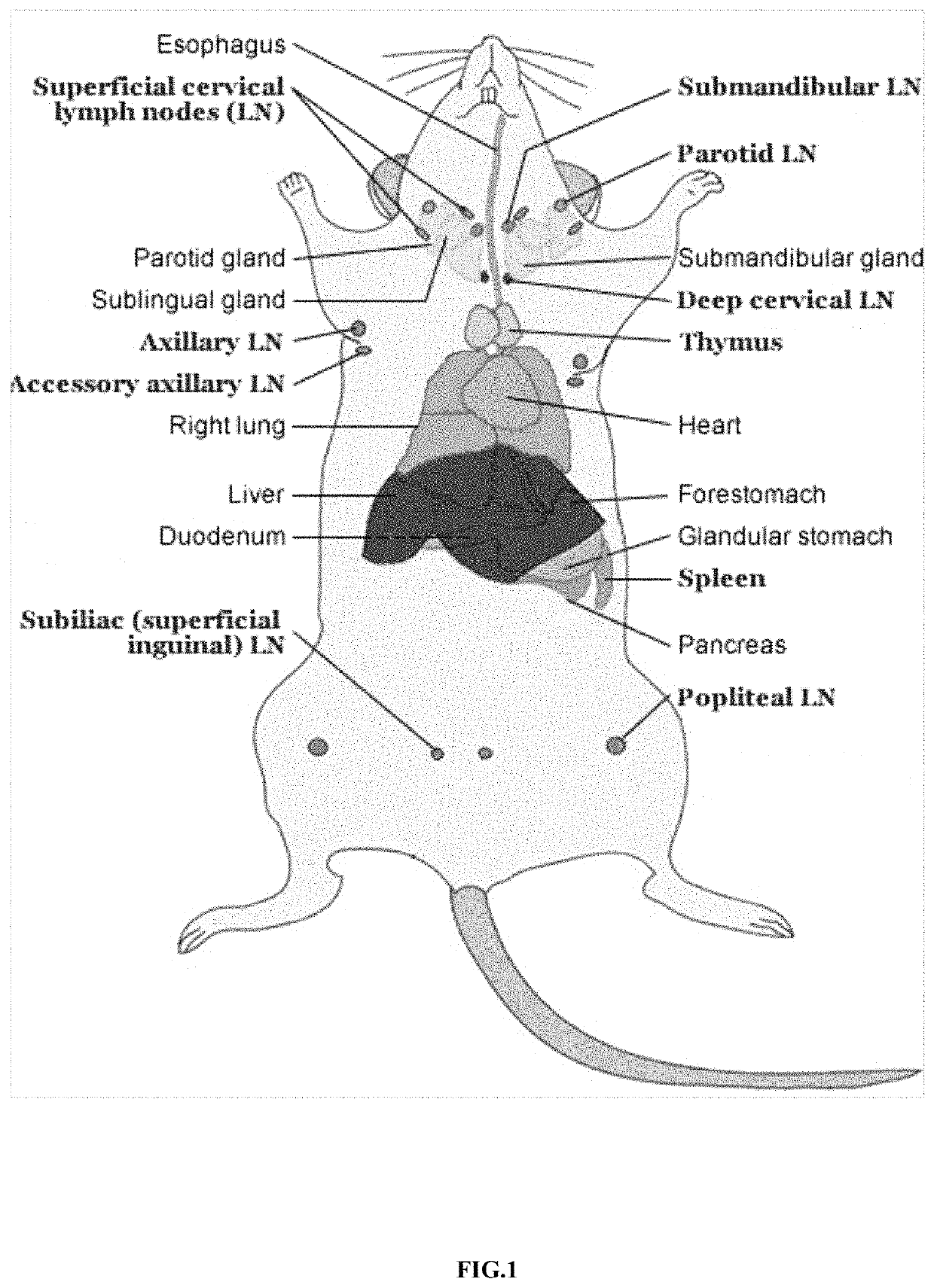 Mode of inducing renal transplant rejection on animals and its manufacturing approach