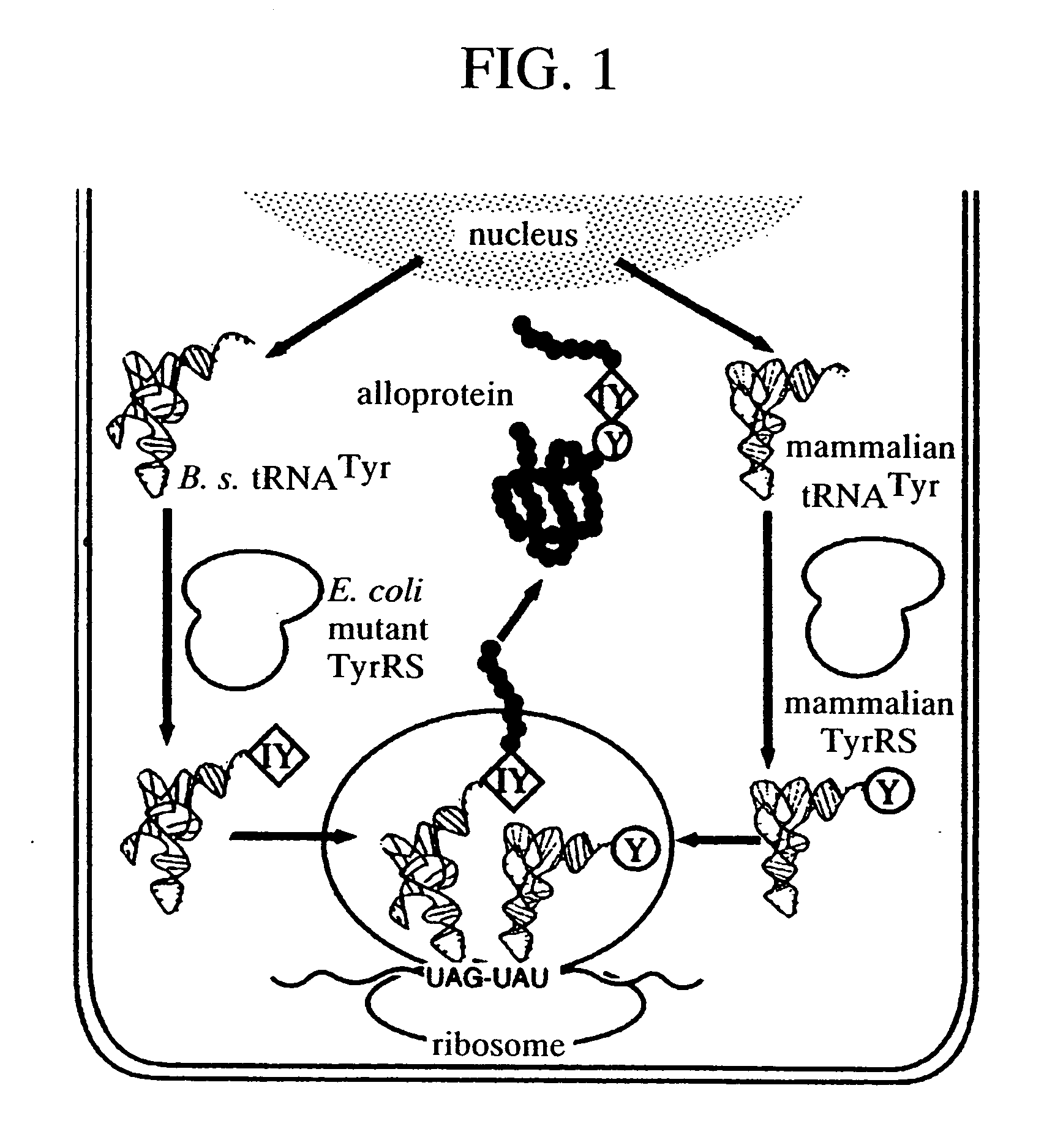 Method of expressing protein having unnatural amino acid integrated thereinto