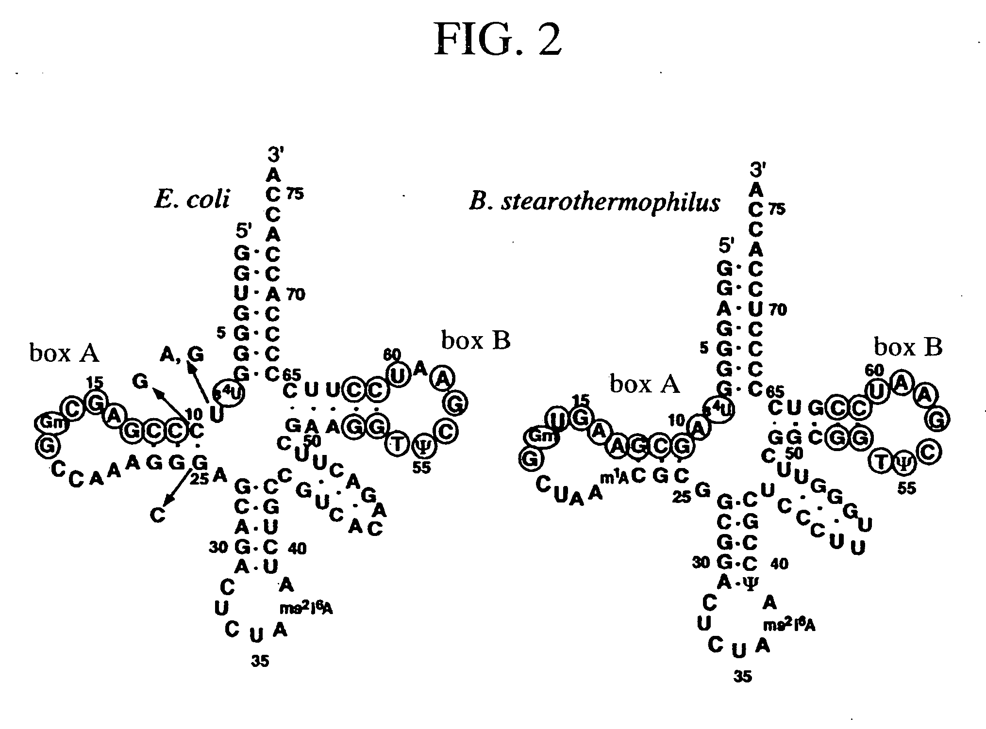 Method of expressing protein having unnatural amino acid integrated thereinto