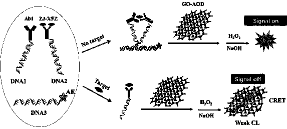 Homogeneous immunoassay method for quenching acridinium ester chemiluminiscence based on ortho-position touch effect and graphene oxide and use equipment