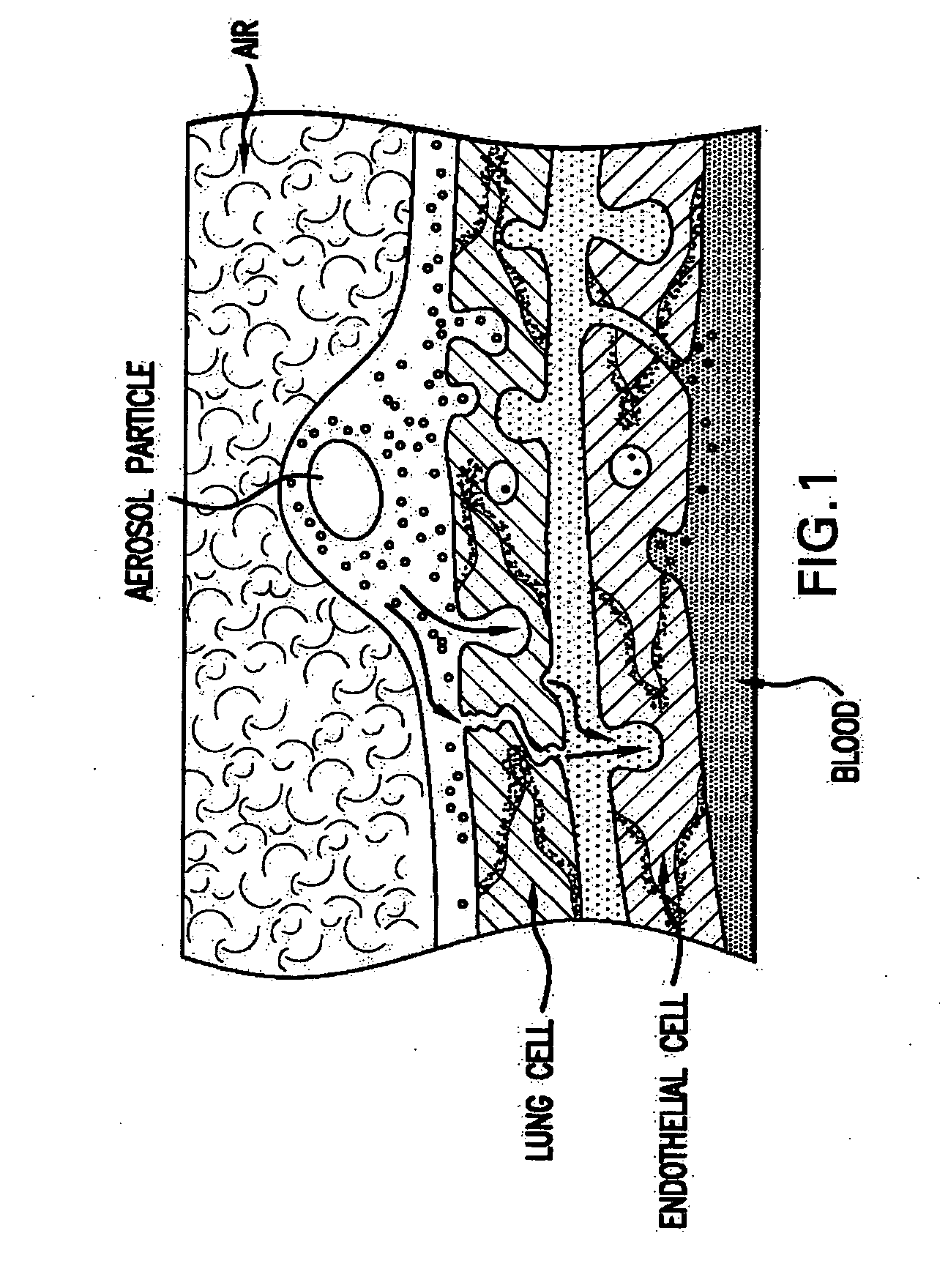 Combination growth factor therapy and cell therapy for treatment of acute and chronic heart disease