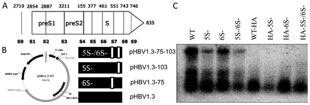 Treatment method for inhibiting HBV surface antigen based on base editing ATG initiation codon