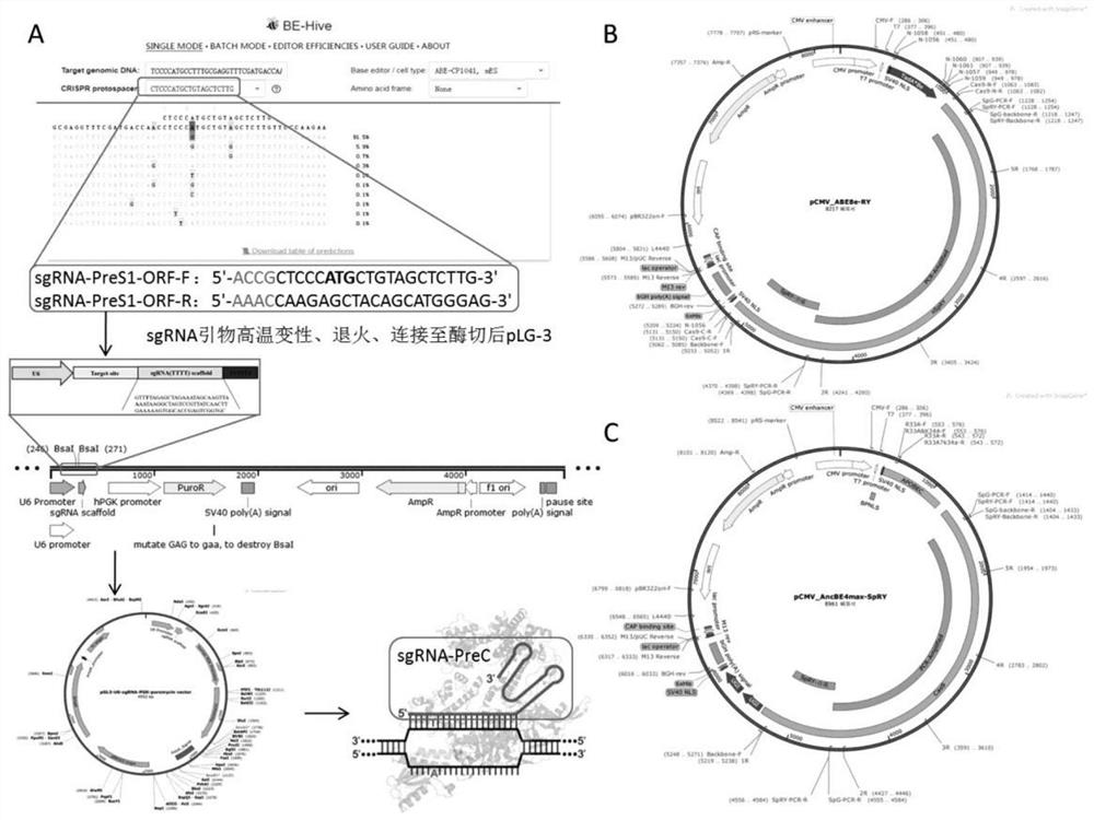 Treatment method for inhibiting HBV surface antigen based on base editing ATG initiation codon