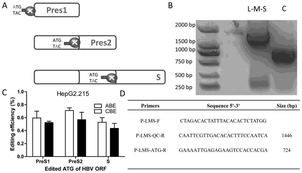 Treatment method for inhibiting HBV surface antigen based on base editing ATG initiation codon