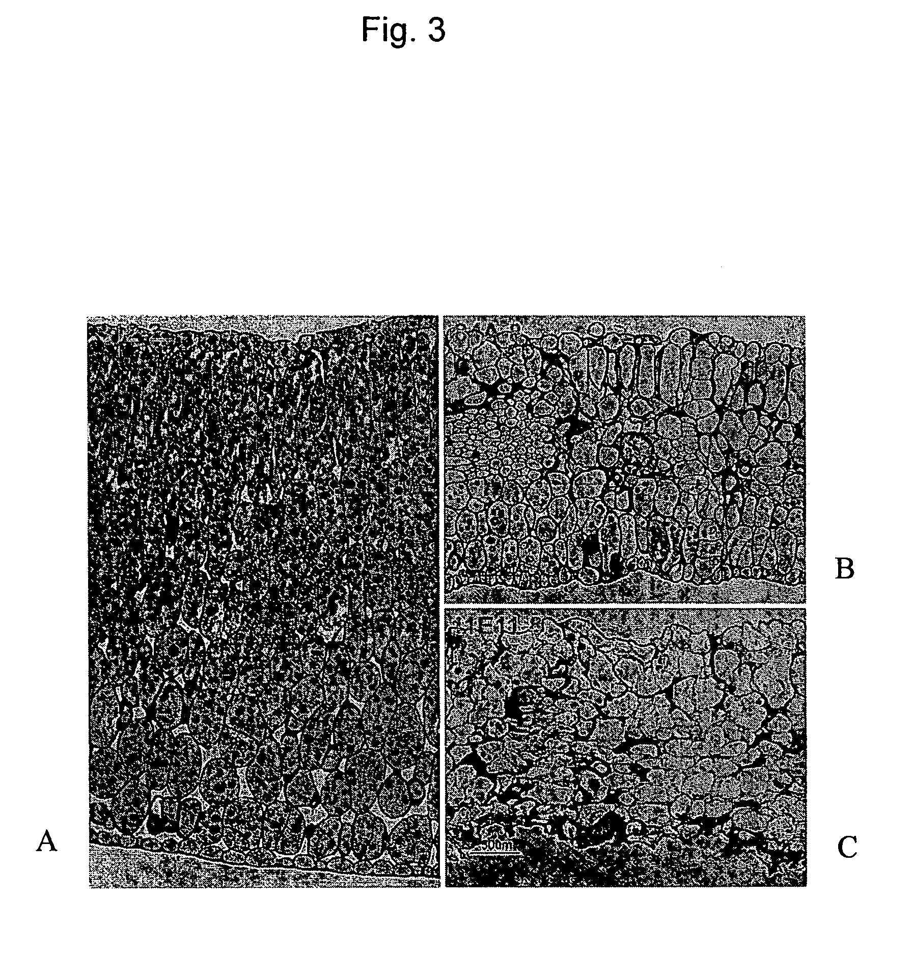 Method of enhancing quality factors in cotton