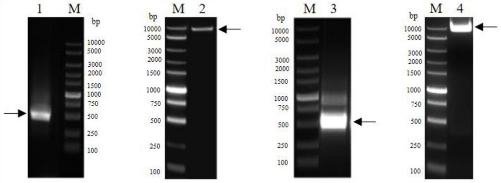 Affinity purification method for reducing content of host cell protein in monoclonal antibody production