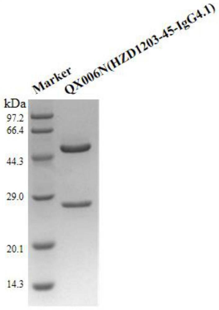Affinity purification method for reducing content of host cell protein in monoclonal antibody production