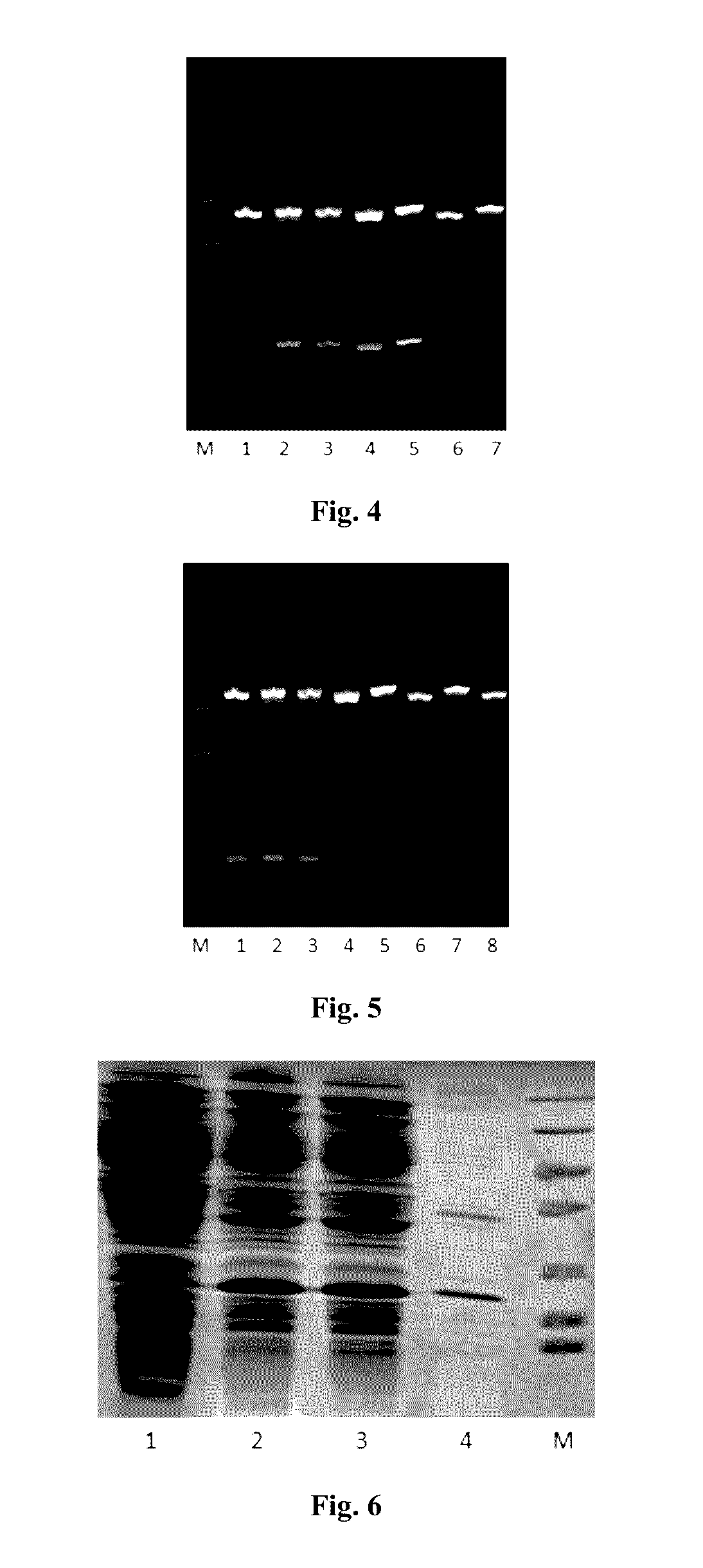 Trail mutant membrane-penetrating peptide-alike and methods of preparation thereof