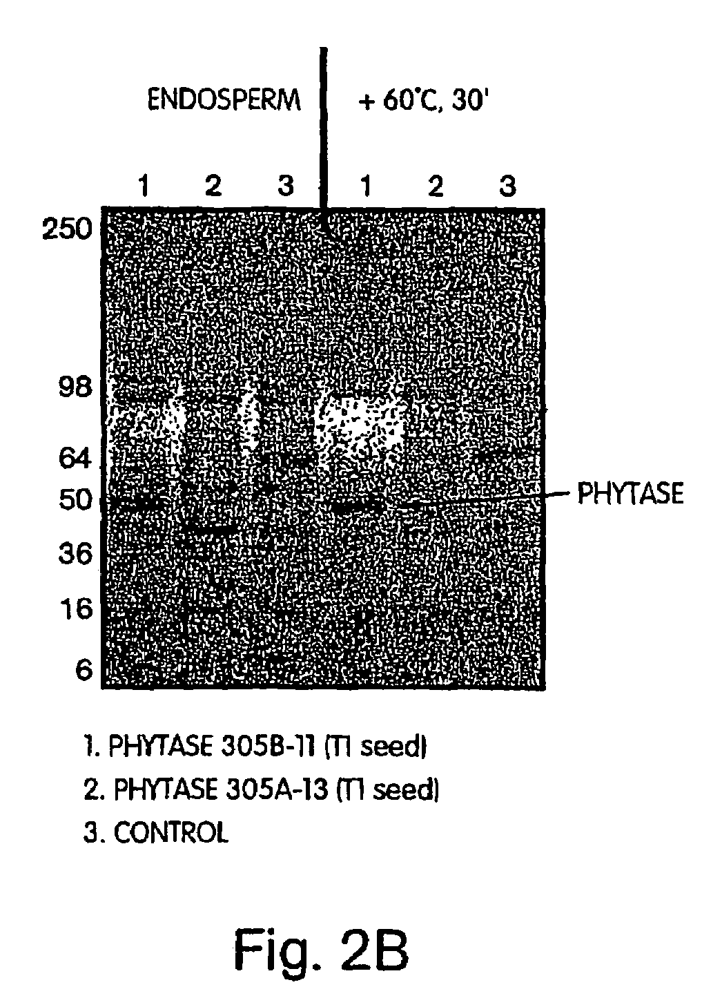 Thermotolerant phytase for animal feed