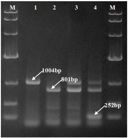 A SSR-PCR method for identification of four main cultivars of Agaricus bisporus